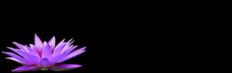 Black Bat Flower
