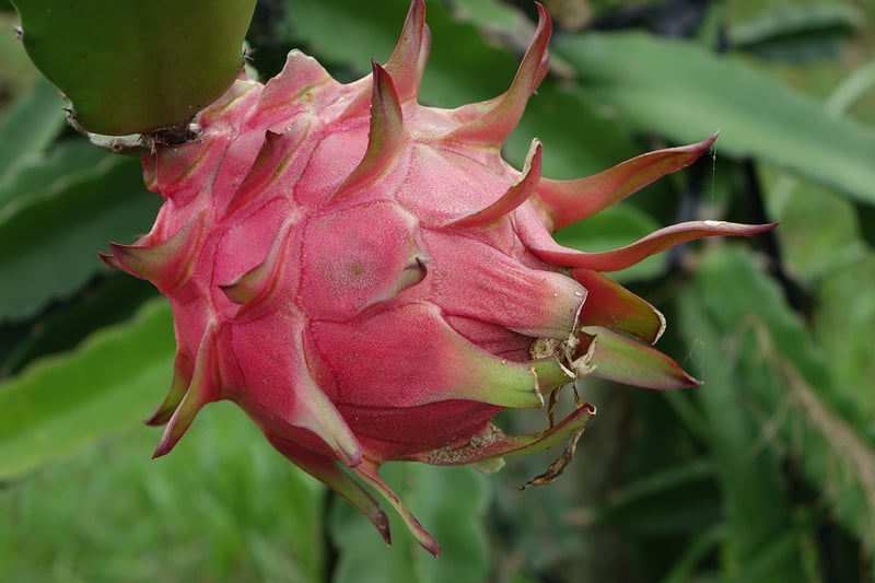 Dragon Fruit Cactus