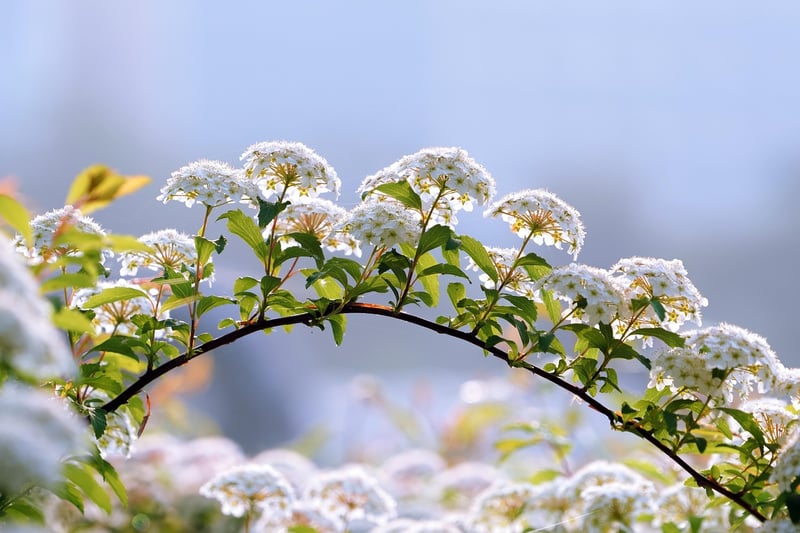 Secret Garden