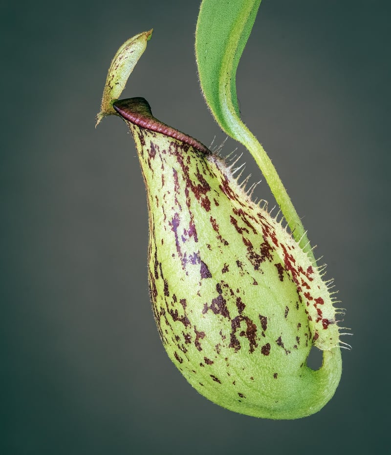 Pitcher Plant